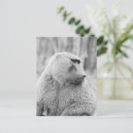 Afrikaanse baviaan briefkaart (Staand voorkant)