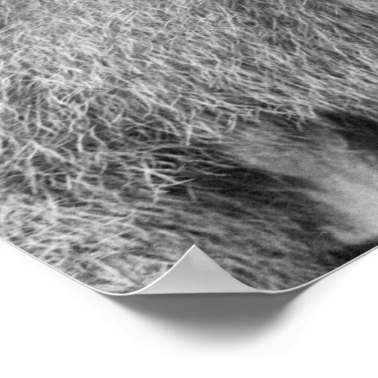 Afrikaanse baviaan poster (Hoek)