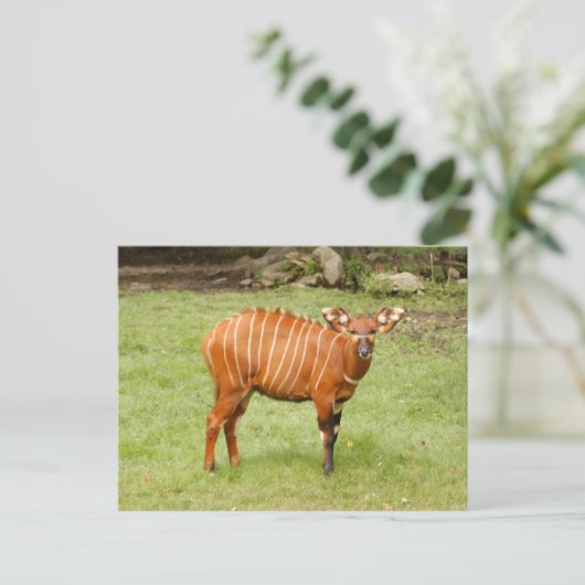 afrikaanse bongo 1 briefkaart (Staand voorkant)