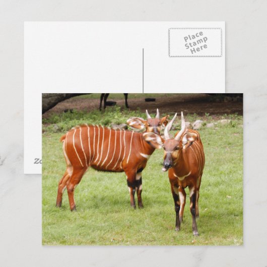 afrikaanse bongo 3 briefkaart (Voorkant / Achterkant)