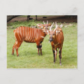 afrikaanse bongo 3 briefkaart (Voorkant)