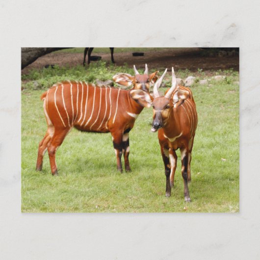 afrikaanse bongo 3 briefkaart (Voorkant)