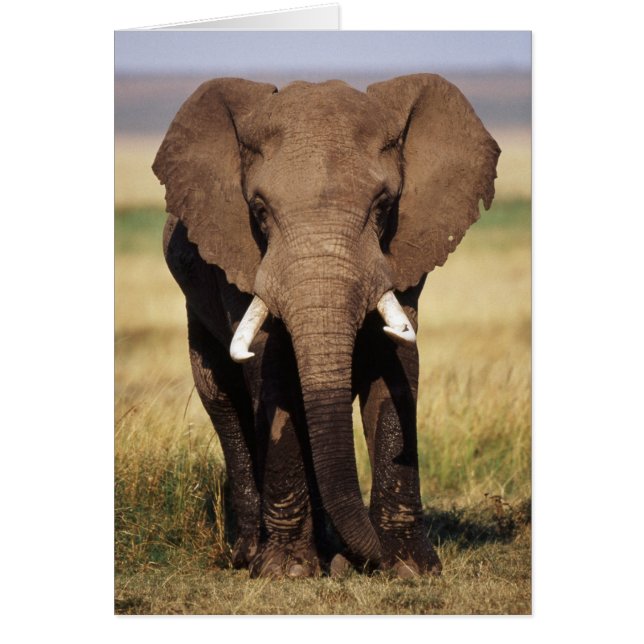 Afrikaanse Bosolifant (Voorkant)