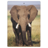 Afrikaanse Bosolifant Klembord (Achterkant)