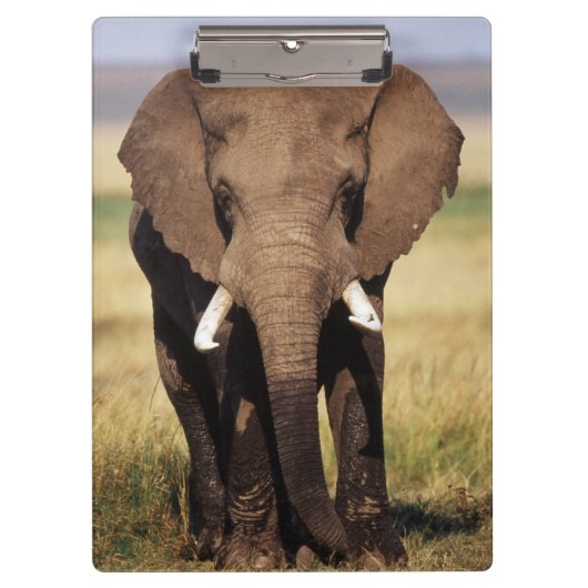 Afrikaanse Bosolifant Klembord (Voorkant)