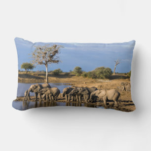 Afrikaanse Bosolifant (Loxodonta Africana) Kudde Kussen