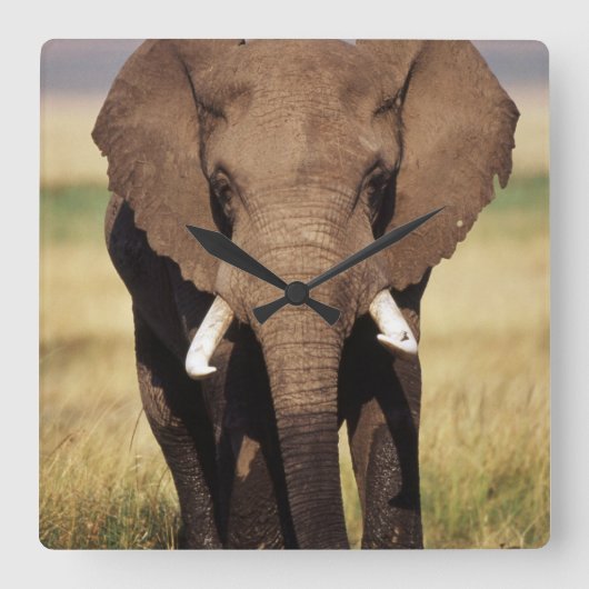 Afrikaanse Bosolifant Vierkante Klok (Voorkant)