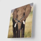 Afrikaanse Bosolifant Vierkante Klok (Hoek)