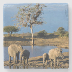 Afrikaanse Bosolifanten (Loxodonta Africana) Stenen Onderzetter