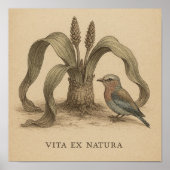 Afrikaanse botanische vogelkunst met het leven van poster (Voorkant)