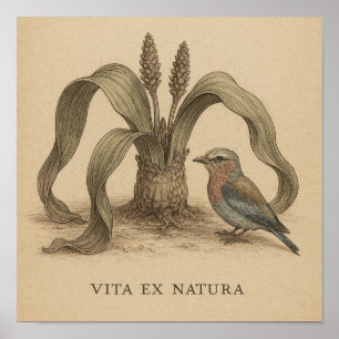Afrikaanse botanische vogelkunst met het leven van poster