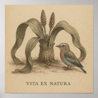 Afrikaanse botanische vogelkunst met het leven van poster