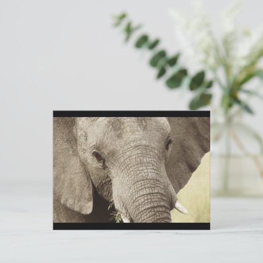 Afrikaanse briefkaarten van olifantensafari (Staand voorkant)