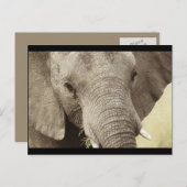 Afrikaanse briefkaarten van olifantensafari (Voorkant / Achterkant)