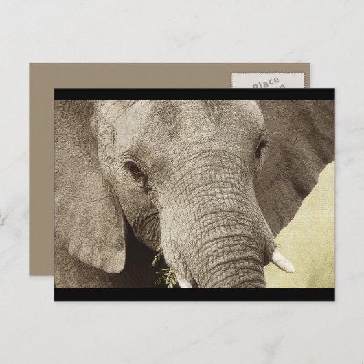 Afrikaanse briefkaarten van olifantensafari (Voorkant / Achterkant)