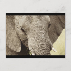 Afrikaanse briefkaarten van olifantensafari