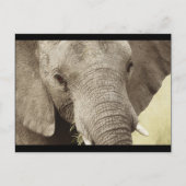 Afrikaanse briefkaarten van olifantensafari (Voorkant)