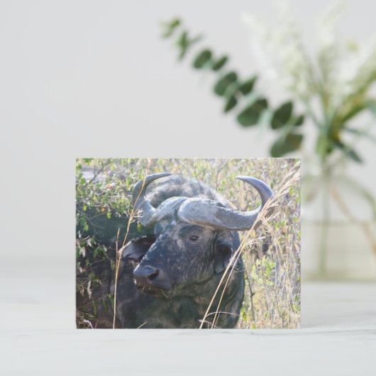 Afrikaanse buffel briefkaart (Staand voorkant)