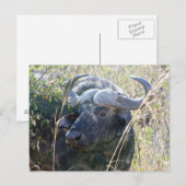 Afrikaanse buffel briefkaart (Voorkant / Achterkant)