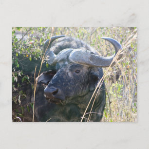 Afrikaanse buffel briefkaart