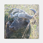 Afrikaanse buffel magneet (Voorkant)