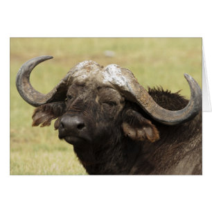 Afrikaanse buffel, Syncerus caffer