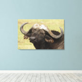 Afrikaanse buffel, Syncerus caffer Canvas Afdruk (Insitu (Houten vloer))