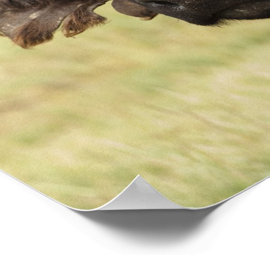 Afrikaanse buffel, Syncerus caffer, die in Poster (Hoek)