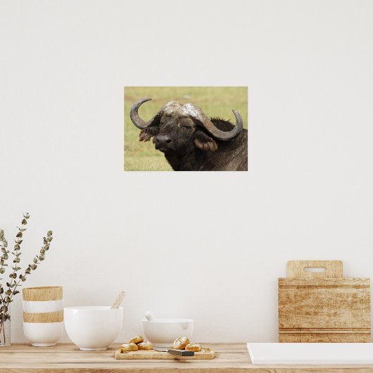 Afrikaanse buffel, Syncerus caffer, die in Poster (Keuken)