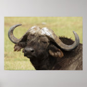 Afrikaanse buffel, Syncerus caffer, die in Poster (Voorkant)