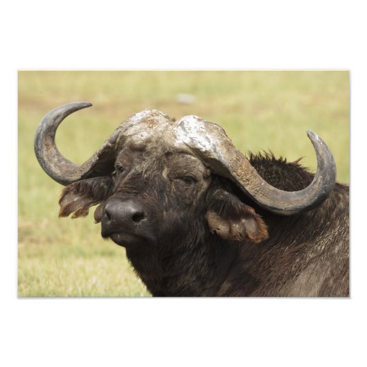 Afrikaanse buffel, Syncerus caffer Foto Afdruk (Voorkant)
