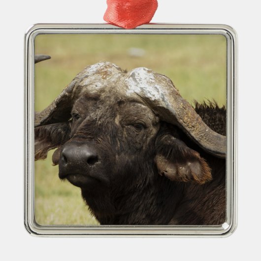 Afrikaanse buffel, Syncerus caffer Metalen Ornament (Voorkant)