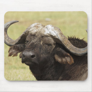 Afrikaanse buffel, Syncerus caffer Muismat