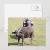 Afrikaanse buffels briefkaart (Voorkant / Achterkant)
