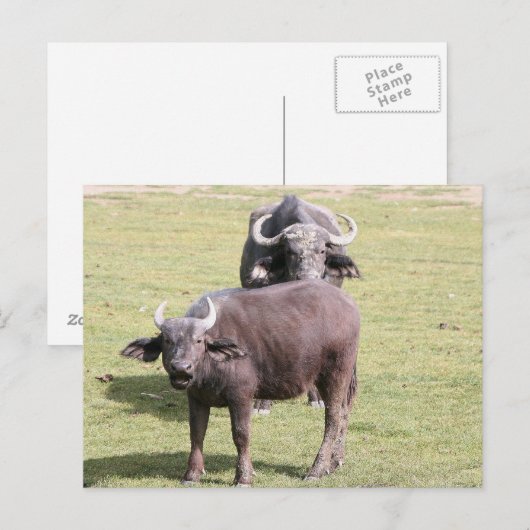 Afrikaanse buffels briefkaart (Voorkant / Achterkant)
