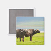 Afrikaanse buffels magneet (Voorkant / Achterkant)