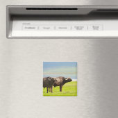 Afrikaanse buffels magneet (Insitu (Vaatwasser))