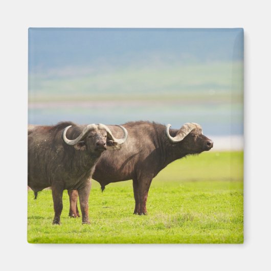 Afrikaanse buffels magneet (Voorkant)