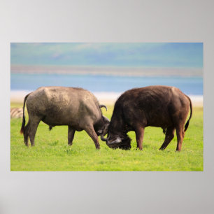 Afrikaanse buffels poster