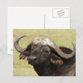 Afrikaanse Buffels, Syncerus die caffer, zich Briefkaart (Voorkant / Achterkant)