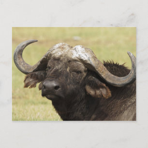 Afrikaanse Buffels, Syncerus die caffer, zich Briefkaart