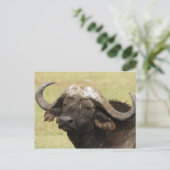 Afrikaanse Buffels, Syncerus die caffer, zich Briefkaart (Staand voorkant)