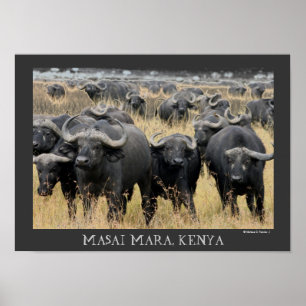 Afrikaanse buffels van het Poster Masai Mara