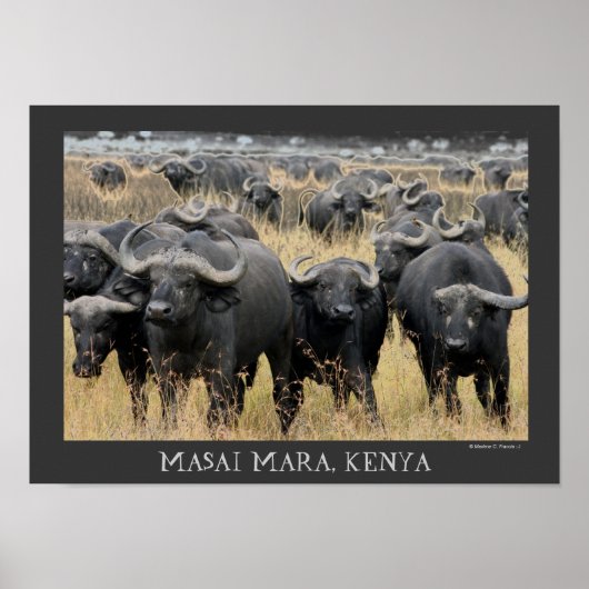 Afrikaanse buffels van het Poster Masai Mara (Voorkant)