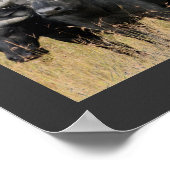 Afrikaanse buffels van het Poster Masai Mara (Hoek)