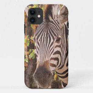 Afrikaanse Burchell's zebra met strepen in bushvel Case-Mate iPhone Case