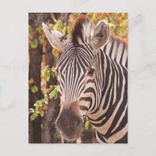 Afrikaanse Burchell's zebra met strepen in bushvel Feestdagenkaart