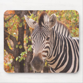 Afrikaanse Burchell's zebra met strepen in bushvel Muismat