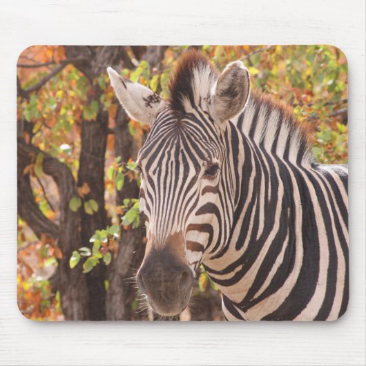 Afrikaanse Burchell's zebra met strepen in bushvel Muismat (Voorkant)