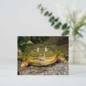 Afrikaanse Burrowing Brulkikvors, Pyxicephalus Briefkaart (Staand voorkant)